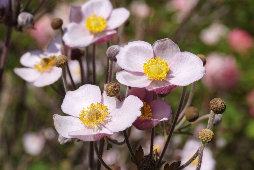 How to care for anemones in the garden