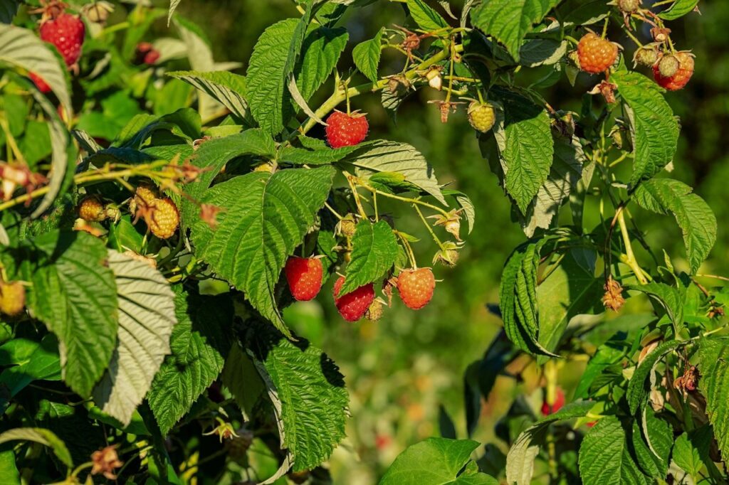 How to grow raspberries