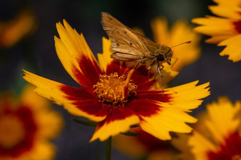 Coreopsis orange flowers with a moth