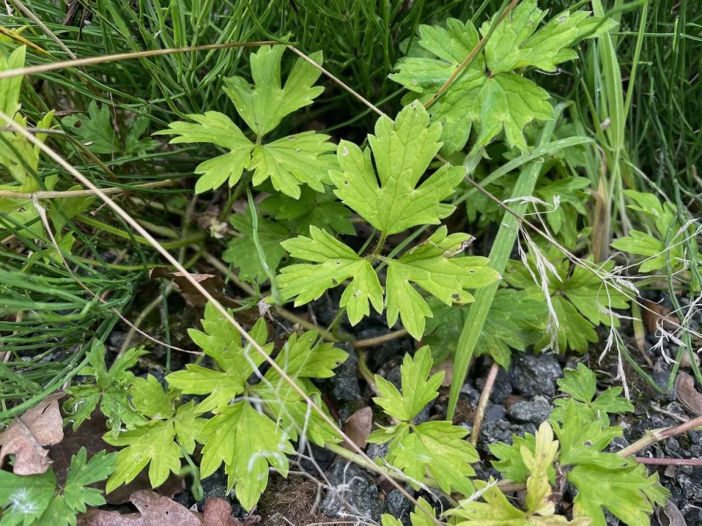 How to weed your garden without chemicals: organic weed removal ...