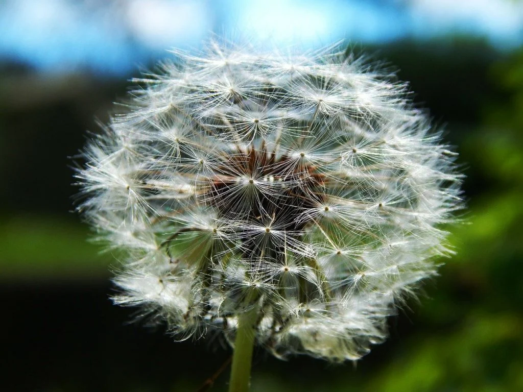 How to weed your garden without chemicals: organic weed removal ...