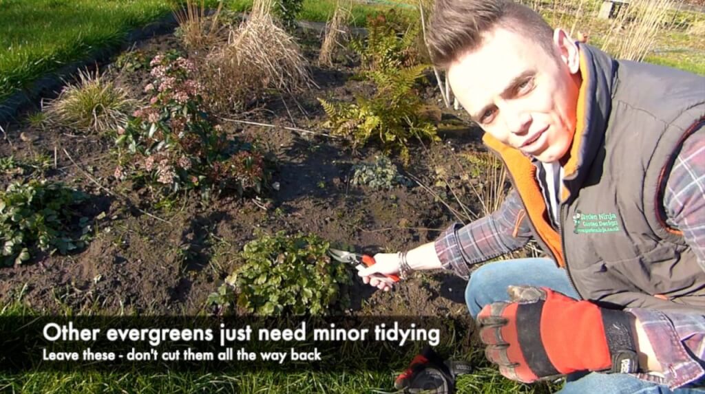 How & when to prune back herbaceous perennials - Garden Ninja: Lee ...