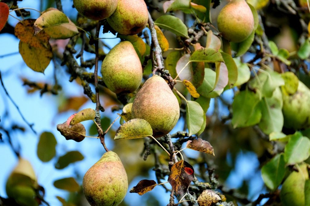 Pears on a tree in Autumn