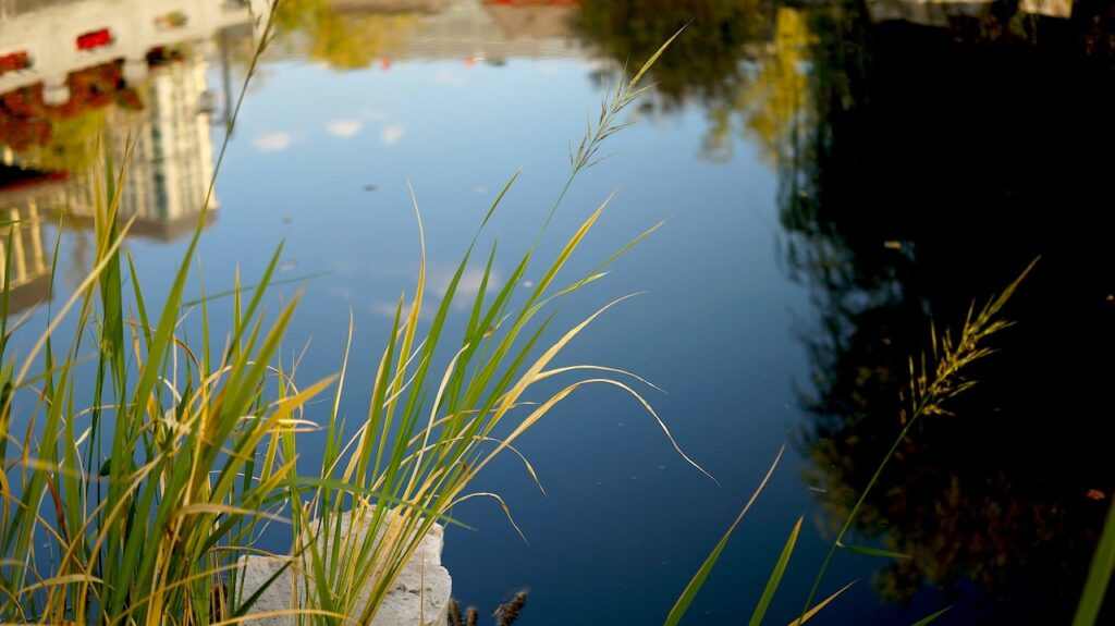 Pond marginal shelf