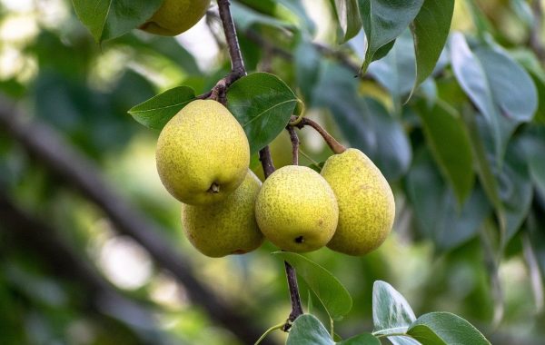 How To Prune Pear Trees: Beginners Pruning Guide - Garden Ninja: Lee 