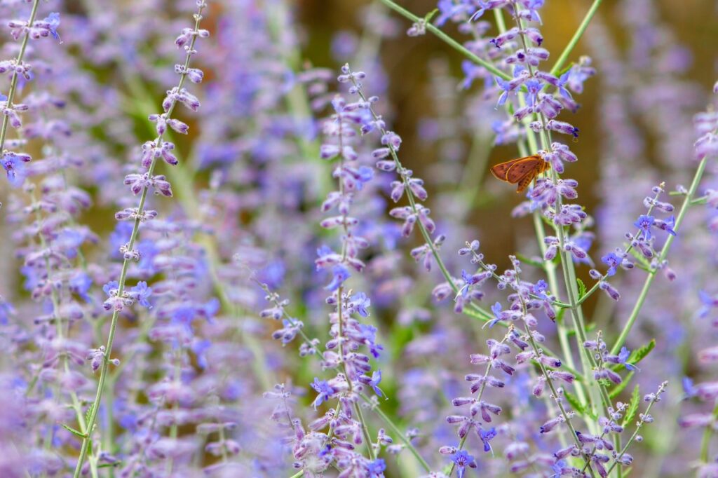 Russian sage plant with a butterfly