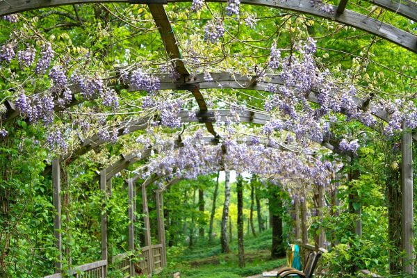 How to prune Wisteria: Winter & summer pruning guide for beginners ...