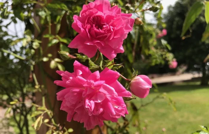 A pink climbing rose at Garden Ninja