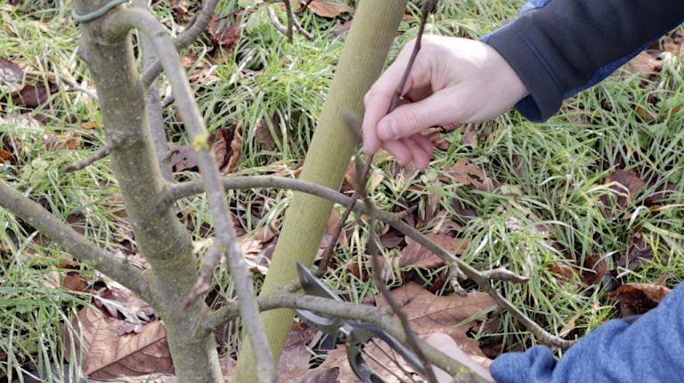 How to prune garden plants: ultimate beginner pruning guide - Garden ...