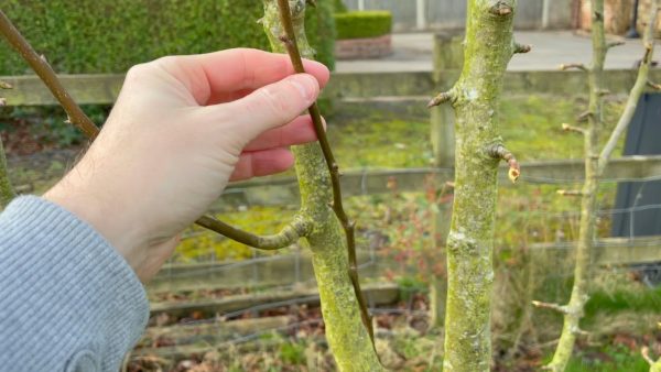 How to prune pear trees: beginners pruning guide - Garden Ninja: Lee ...