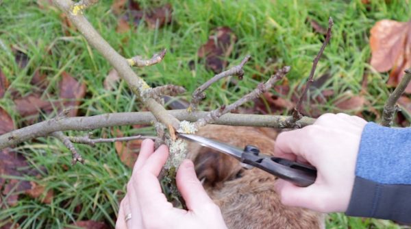 How to prune pear trees: beginners pruning guide - Garden Ninja: Lee ...