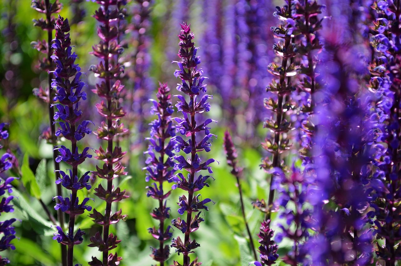 A row of purple salvias