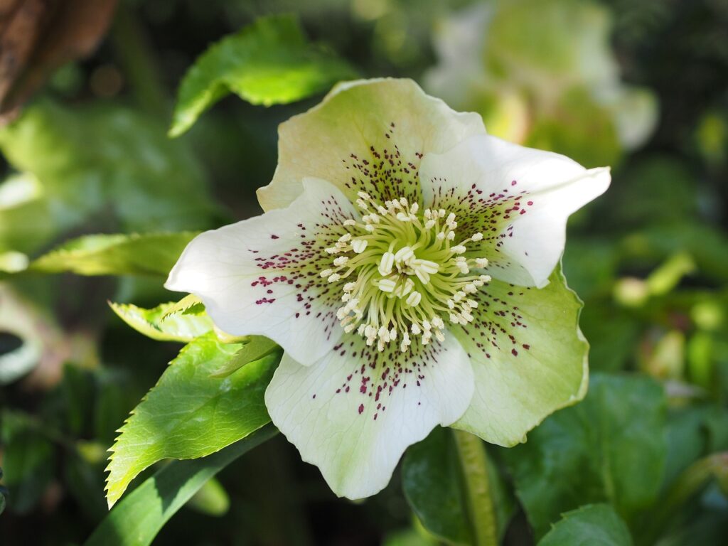 The christmas rose in flower