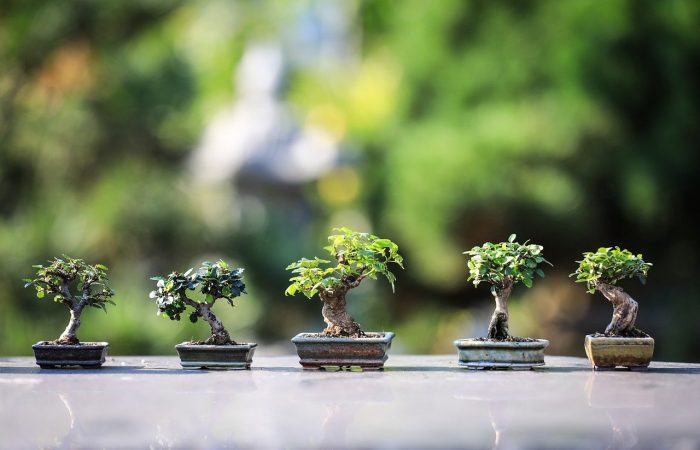 A collection of bonsai trees