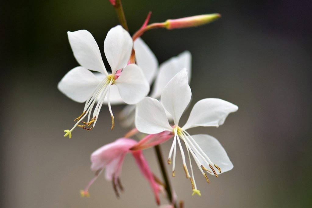 White gaura bee blossom flowers