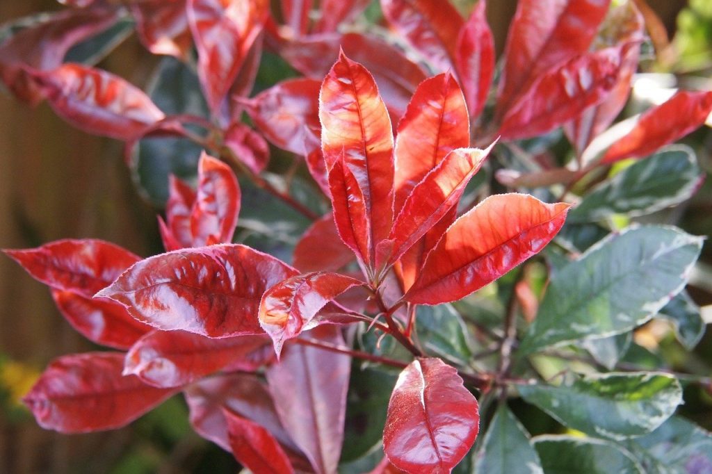 A red robin bright red leaf