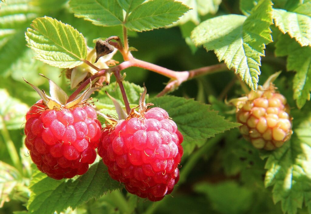 Raspberries for garden design