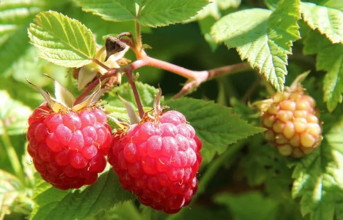 Raspberries for garden design