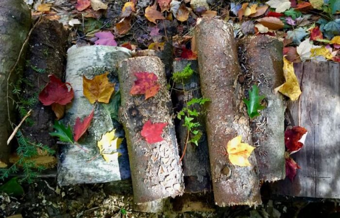 leaf mould compost next to logs