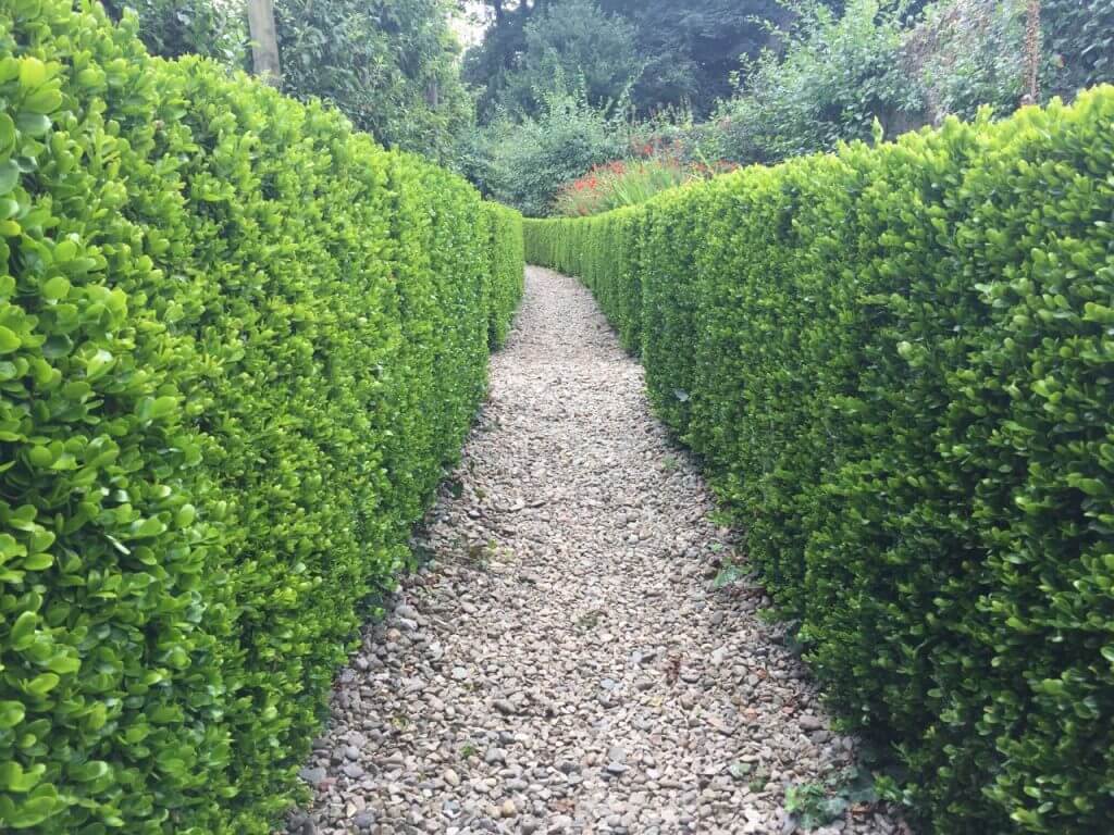 A formal clipped box hedge flanking a path