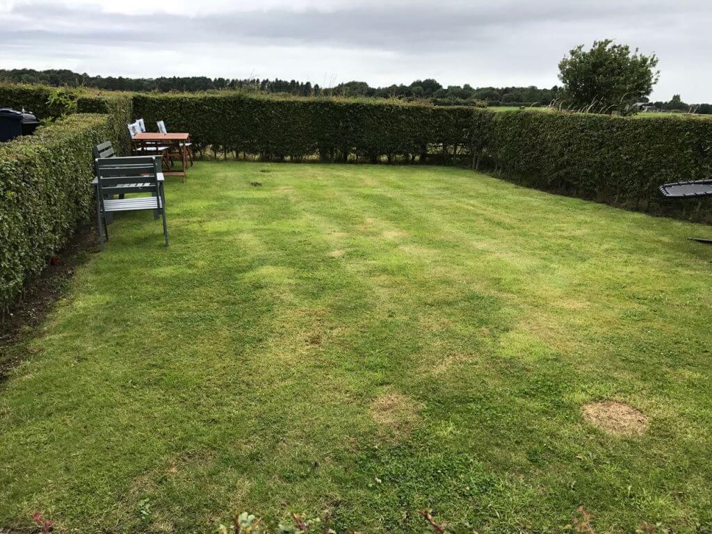 A patchy garden lawn