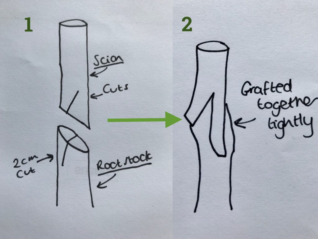 A drawing of how to graft a tree by Garden blogger Lee Burkhill