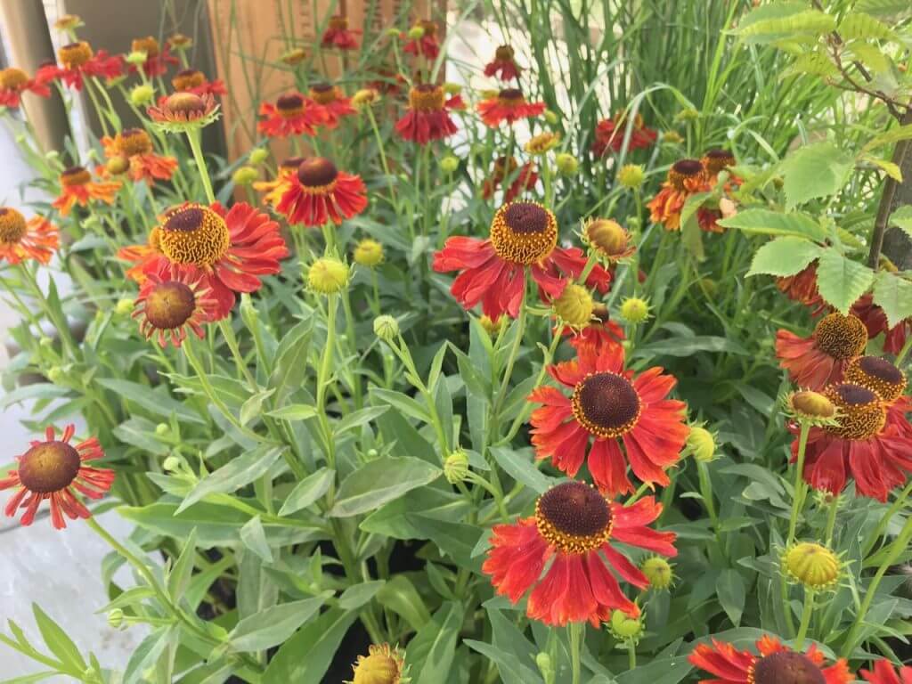 Heleniums in a show garden border designed by Garden Ninja