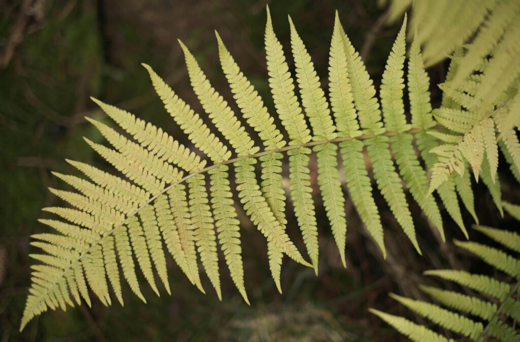 Japanese fern