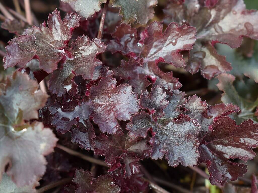 Heucheras are great for shade