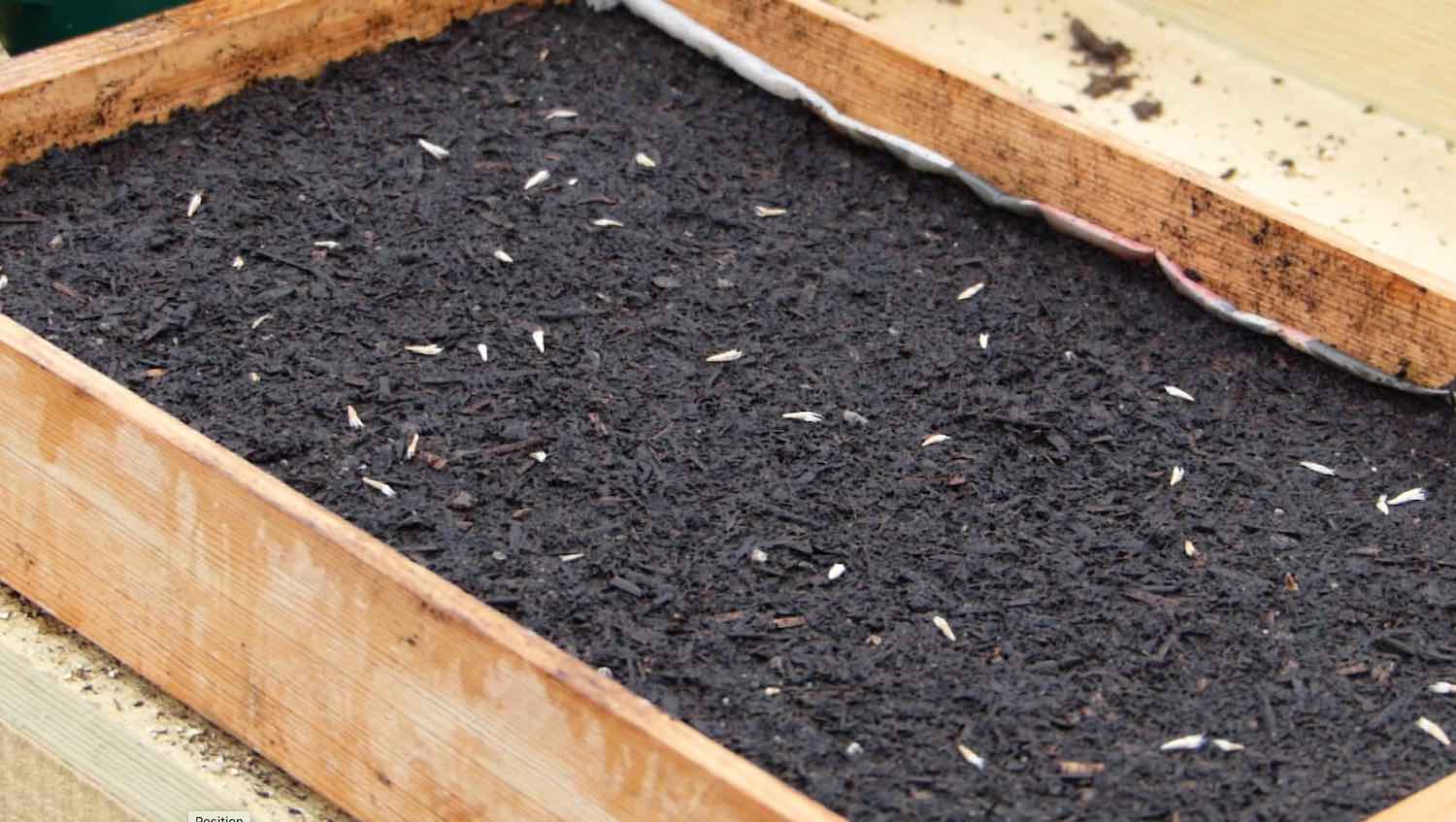 Sowing Seeds In A Seed Tray Garden Ninja Ltd Garden Design