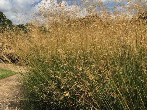 Best Ornamental Grasses for small & large Gardens - Garden Ninja: Lee ...