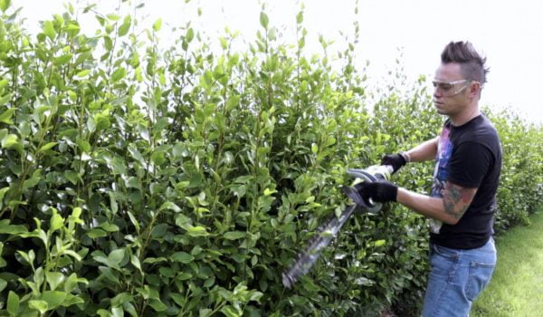 How to cut, prune & trim hedges: the ultimate beginner guide - Garden ...