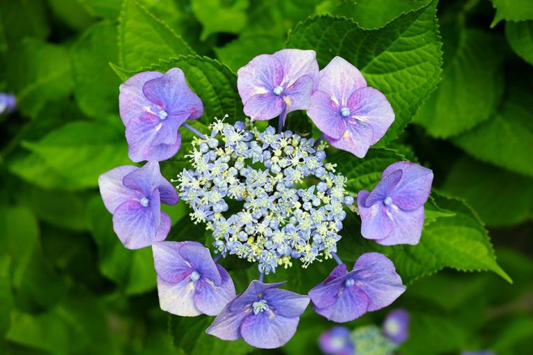 How to Prune Hydrangeas: Beginners Guide