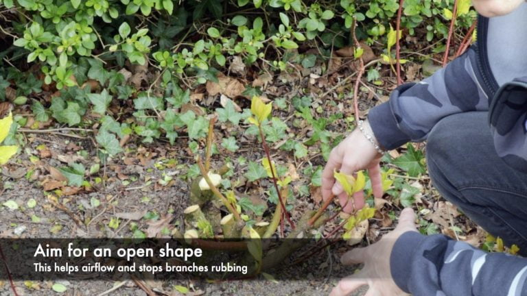 How to prune Cornus & Dogwood Shrubs: foolproof guide for winter colour ...