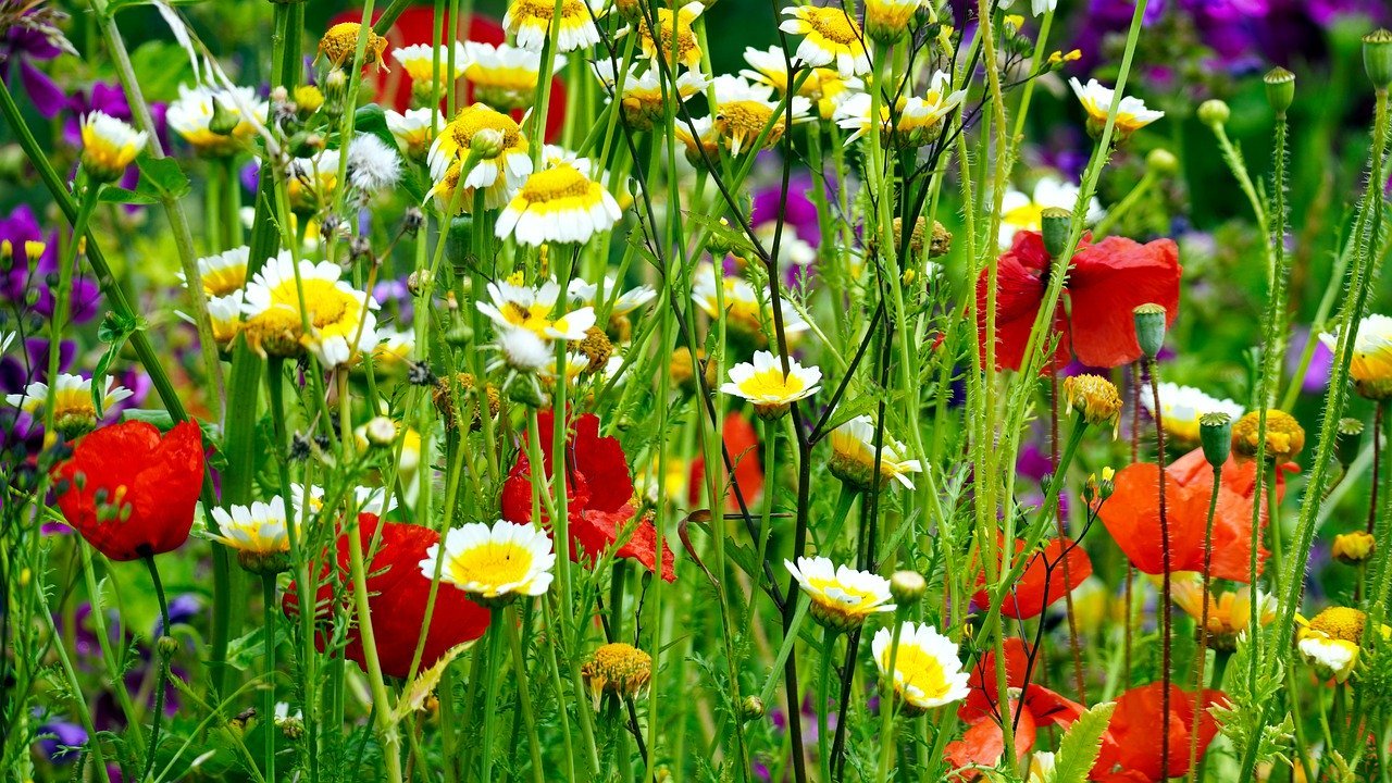 Wildflower Garden Napkin | Set of 4 Set 4