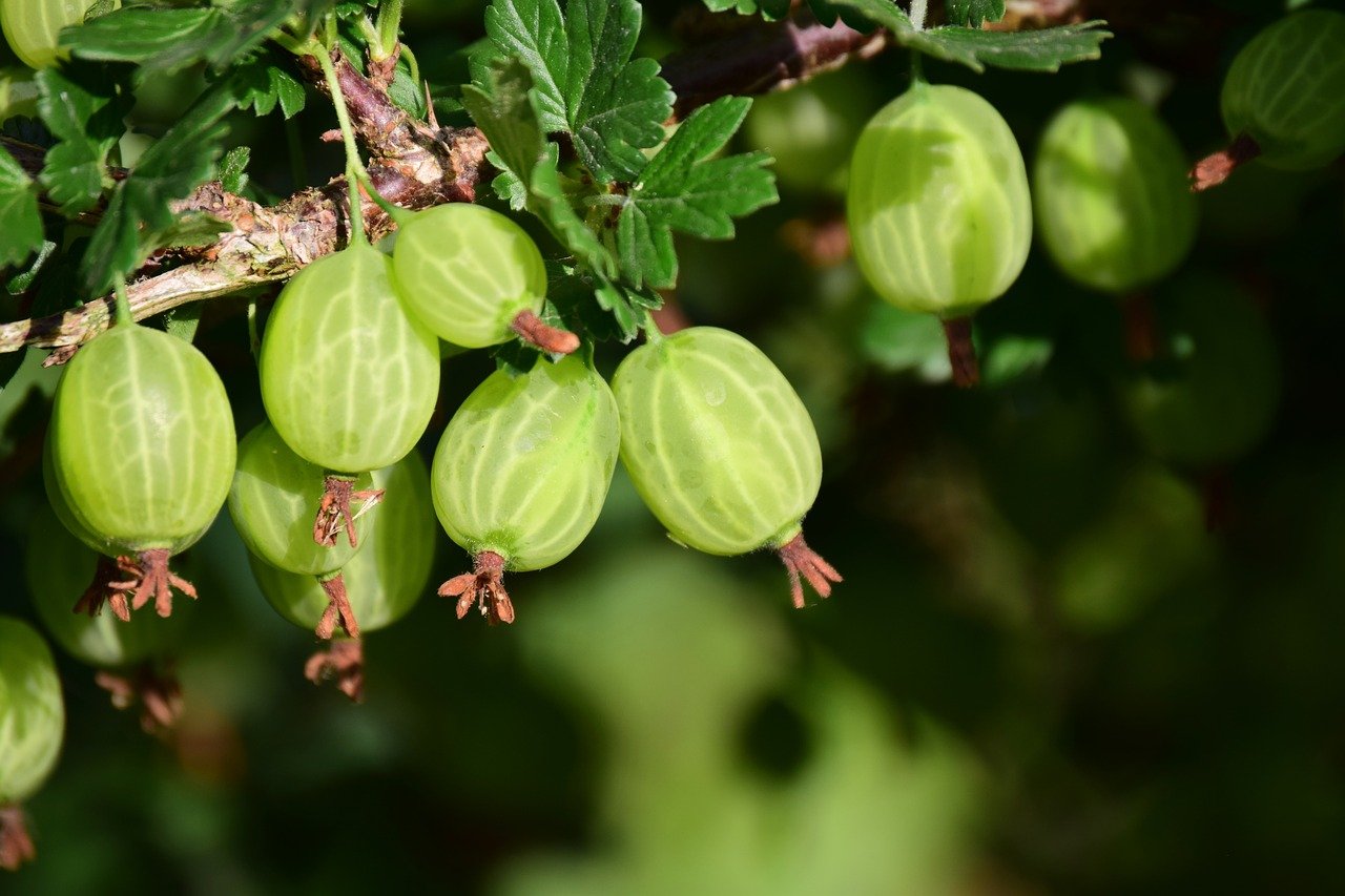 how-when-to-prune-gooseberries-beginners-guide-for-improved-fruiting