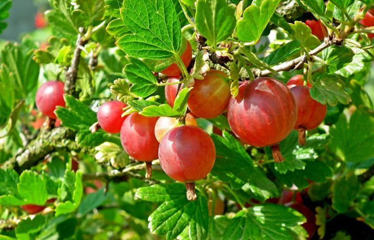 how-when-to-prune-gooseberries-beginners-guide-for-improved-fruiting