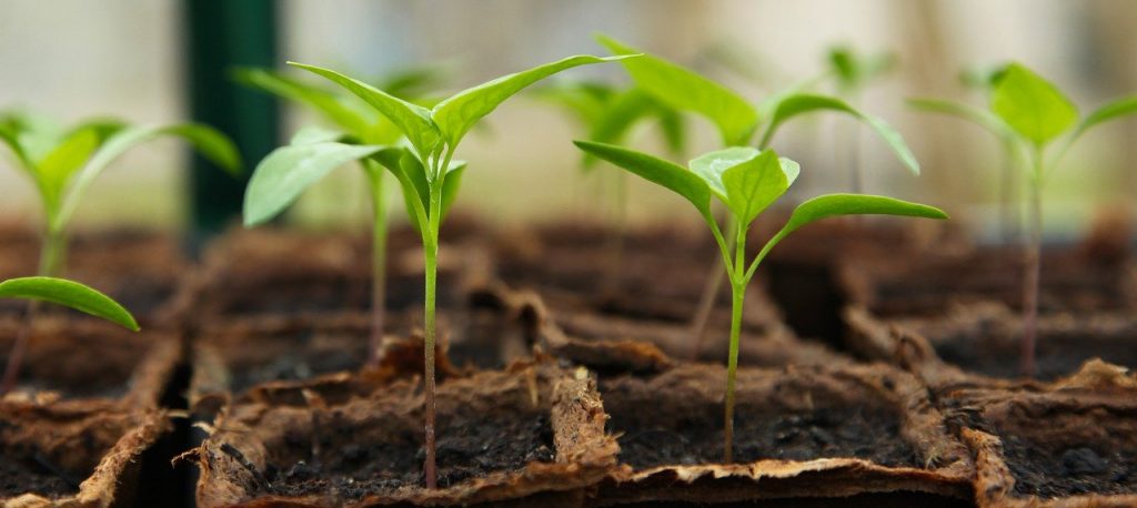 Seedlings growing in a tray