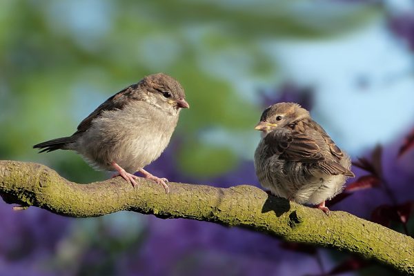 Nesting Season Pruning Guide: Helping Birds Thrive In The Garden ...