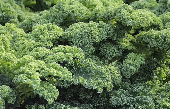 Beginner guide to growing kale