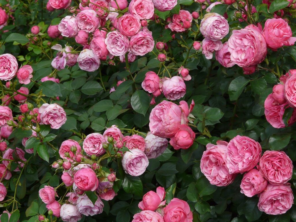 A pink shrub rose