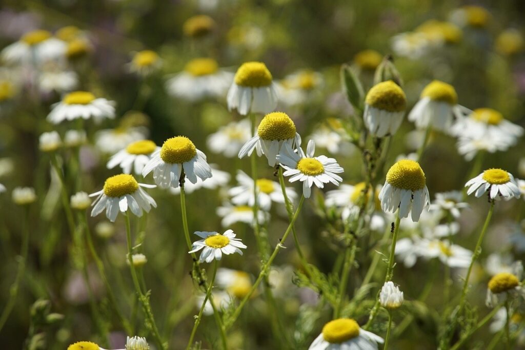 Mayweed hot sun flowers