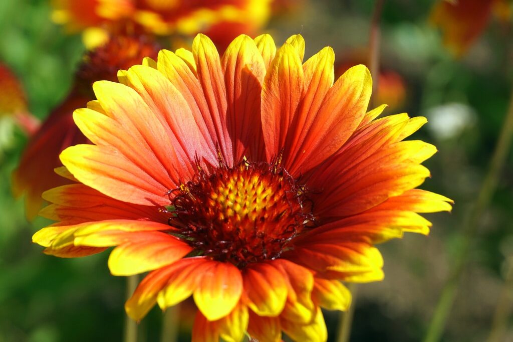 Blanket flower