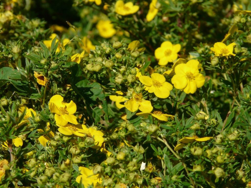 Potentilla shrub