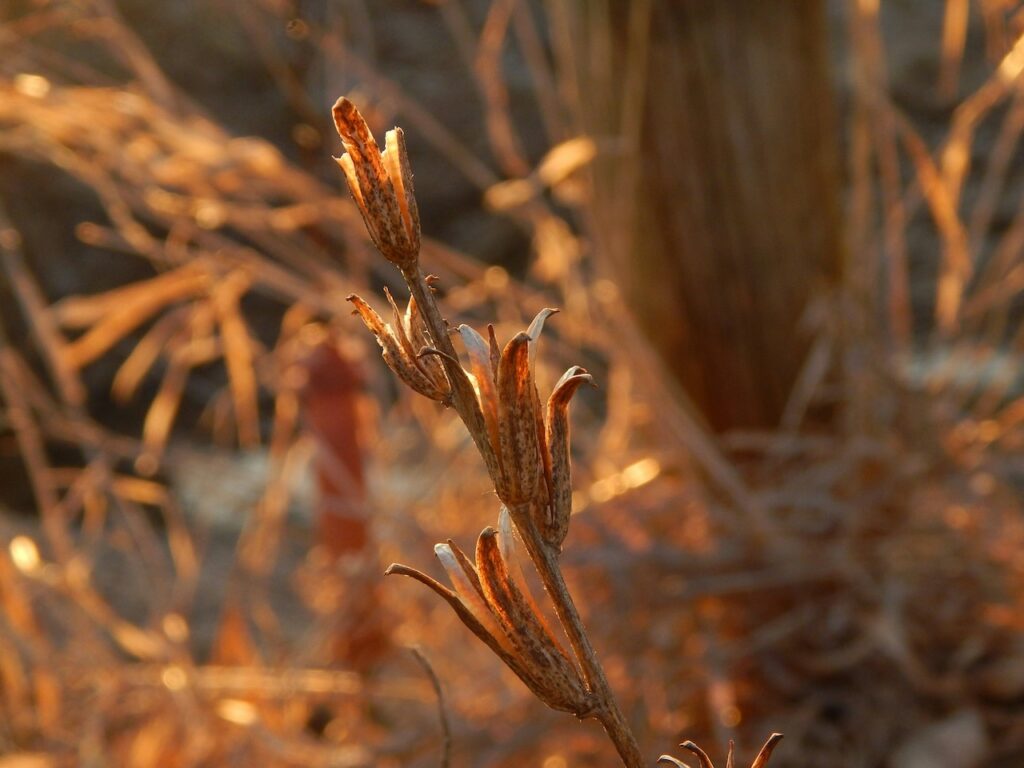 Dead plants from weed killer