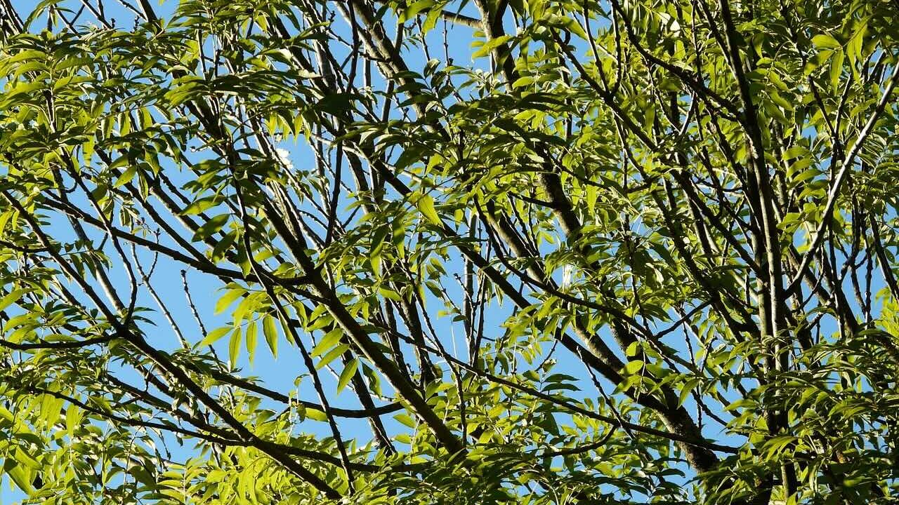 Ash tree in leaf