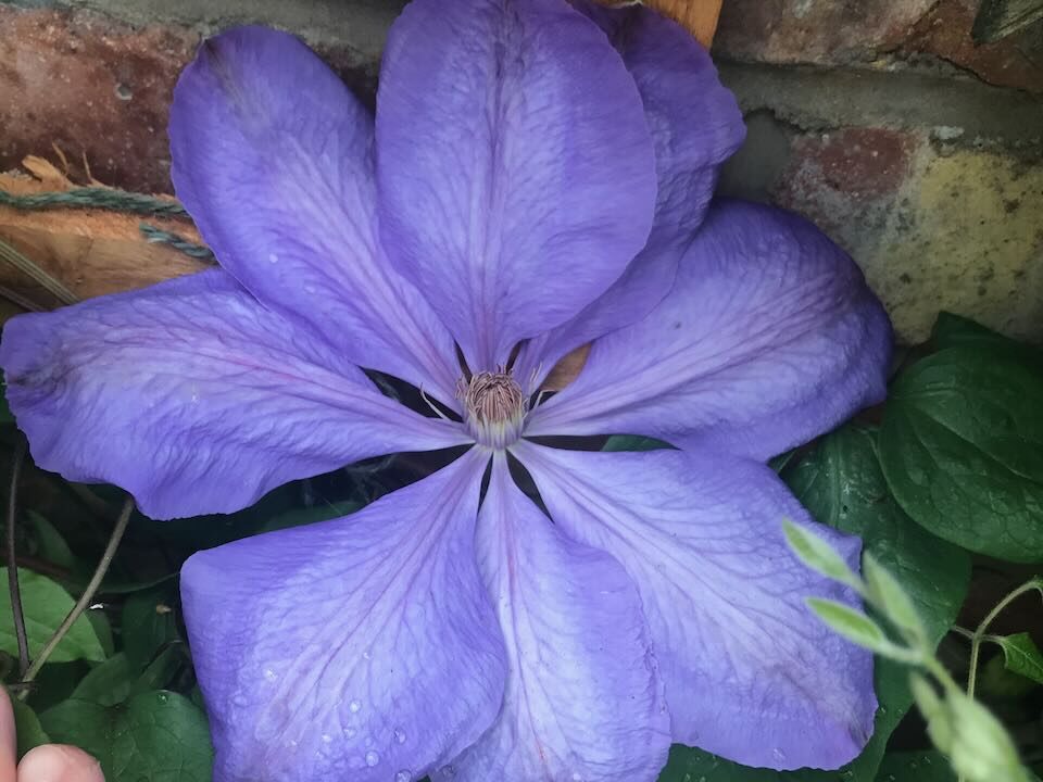 A blue clematis