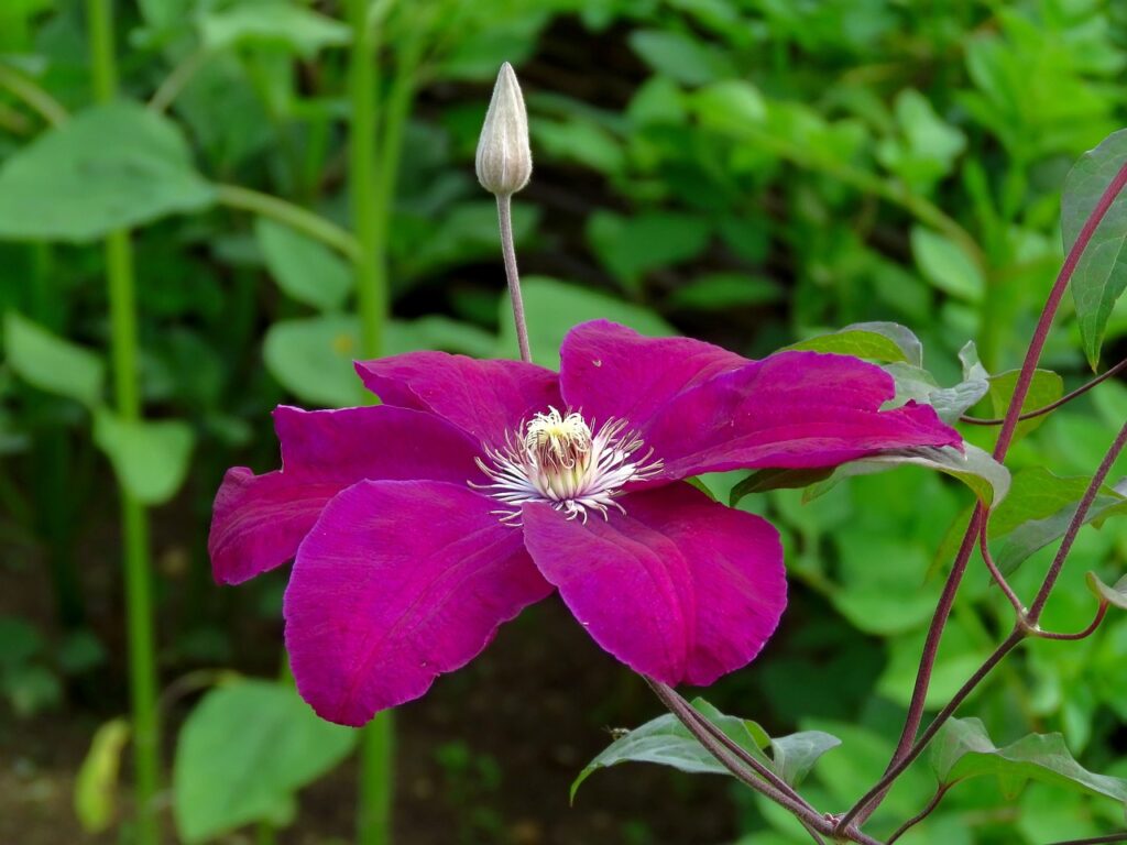 Red clematis