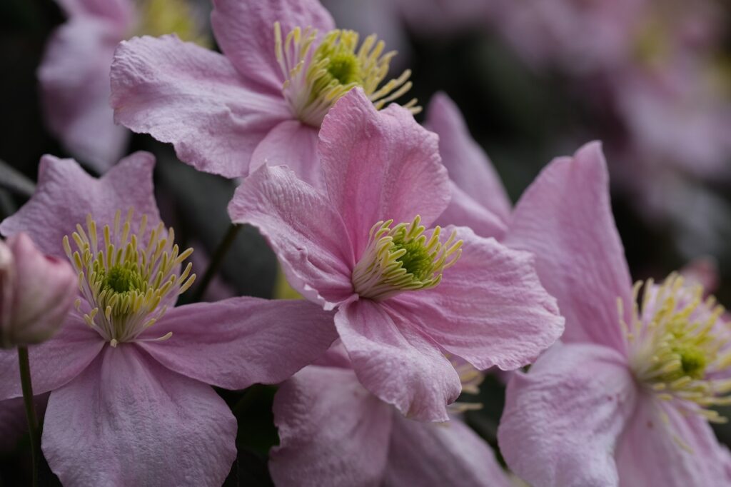 Clematis montana