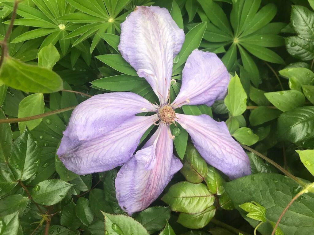 Lilac clematis